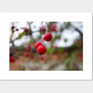 Crab apple crabapple thanksgiving Posters and Art